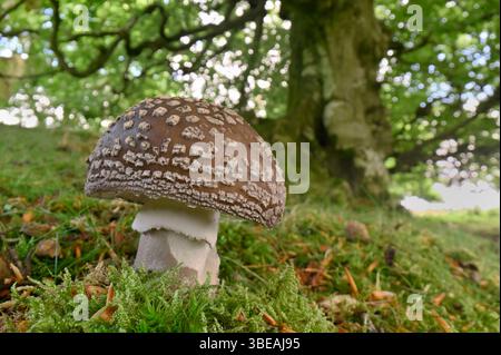 Der Blusher-Pilz (Amanita rubescens) wächst im Juli auf Moosbank unter Buche (Fagus sylvatica), Berwickshire, Schottland Stockfoto