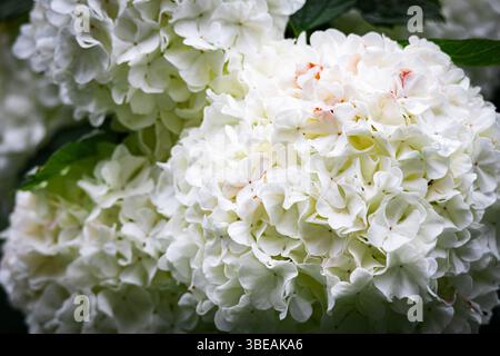 Makroansicht von üppig weißen Viburnum-Blüten in Blüte, die ihre zarte Textur und kugelförmige Struktur zwischen grünen Blättern betonen Stockfoto