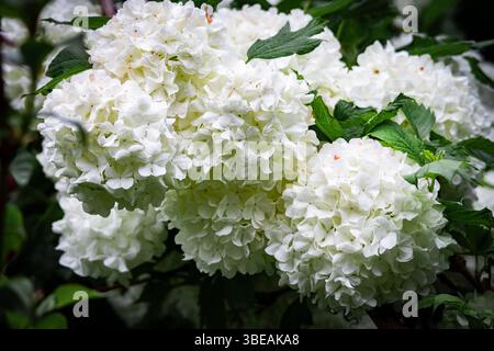 Eine Gruppe weißer Viburnum opulus Blüten in voller Blüte, die natürliche Textur und Harmonie in einer Gartenumgebung zeigen Stockfoto