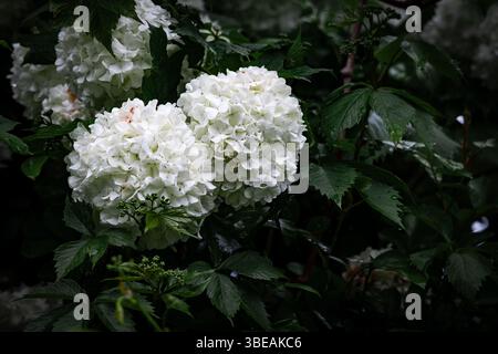 Eine Gruppe von runden weißen Viburnum-Blüten in voller Blüte, die auf einem Zweig vor einem üppig grünen Hintergrund hängen. Ideal für Blumenmotive und Seasona Stockfoto