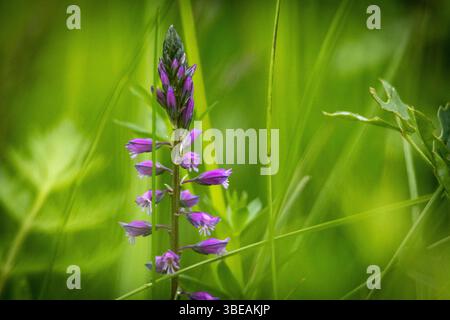 Vertikale wilde violette Blume, die hoch in üppigem grünem Gras steht. Eine lebendige und natürliche Komposition, ideal für Eco-, Wellness- und Outdoor-Editorial-Projekte Stockfoto