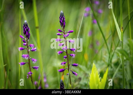 Zwei blühende wilde violette Blüten auf einer grünen Wiese, erfasst mit geringer Tiefe des Feldes. Natürlich, frisch und ideal für saisonale Naturinhalte Stockfoto