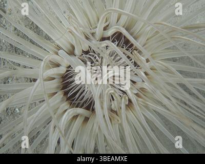 Zylinderrose (Cerianthus sp) Stockfoto