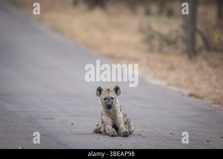 Junge gefleckte Hyänenjungen liegen auf der Straße im Kruger-Nationalpark, Südafrika, Afrika Stockfoto