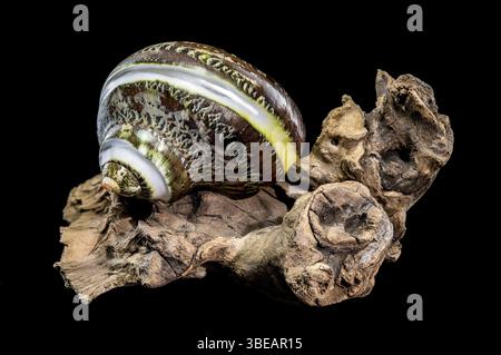Polierte GRÜNE JADE Banded Turbo EINSIEDLERKREBSE Sea Shell auf Treibholz vor schwarzem Hintergrund, Ukraine, Europa Stockfoto