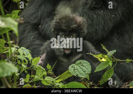 Baby Mountain Gorilla liegt mit seiner Mutter im Virunga-Nationalpark in der Demokratischen Republik Kongo Stockfoto