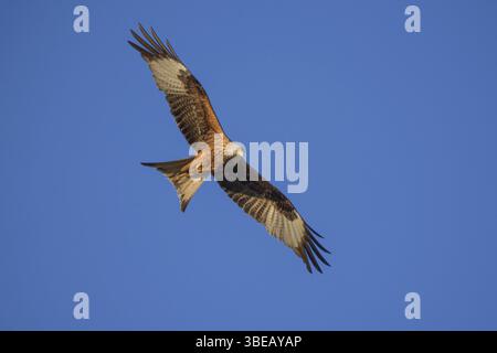 Raubvogel, roter Drache (Milvus milvus), majestätisch gegen einen klaren blauen Himmel, Baden-Württemberg, Deutschland, Europa Stockfoto