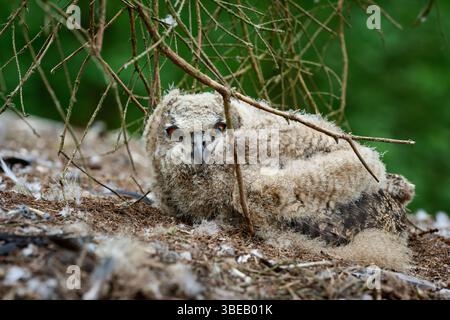 Eurasische Uhu (Bubo bubo) im Nest am Boden, Heinsberg, Nordrhein-Westfalen, Deutschland Stockfoto
