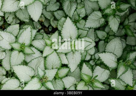 Silbrig weiß mit grünen Rändern Blätter von Lamium maculatum - natürlicher Hintergrund. Bodendeckelzierpflanze. Stockfoto