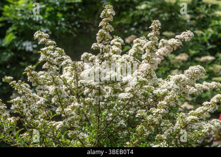 Weiß blühende berberis Stockfoto