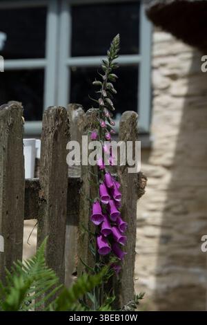 Fuchshandschuh in einem Hüttengarten Stockfoto