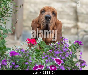 Bluthund im Garten Stockfoto