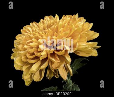 Nahaufnahme einer lebendigen gelben, goldenen Chrysanthemenblume, bedeckt mit frischen Tautropfen, isoliert auf schwarzem Hintergrund, Odessa, Ukraine, Europa Stockfoto