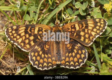Gepunktete Fritillerie (Melitaea phoebe) Stockfoto