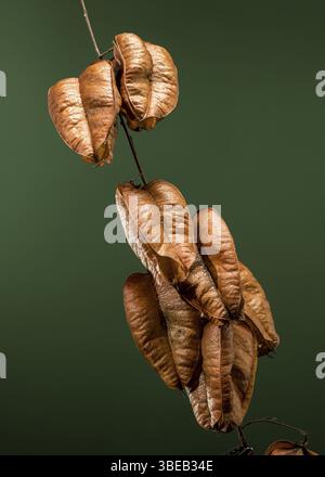 Schöne Koelreuteria paniculata oder Goldenrainbaum auf grünem Hintergrund. Nahaufnahme, Odessa, Ukraine, Europa Stockfoto