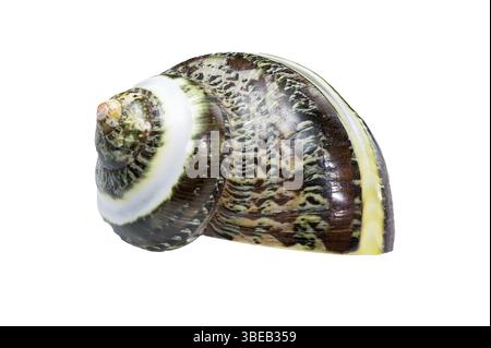 Polierte GRÜNE JADE Banded Turbo EINSIEDLERKREBSE Sea Shell isoliert auf weißem Hintergrund, zeigt komplizierte Texturen und Muster, Ukraine, Europa Stockfoto