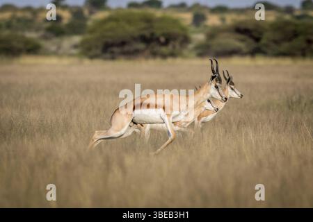 Springböcke im Central Kalahari Game Reserve, Botswana, Afrika Stockfoto