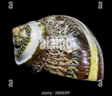 Polierte GRÜNE, mit JADESTREIFEN versehene Turbo EINSIEDLERKREBSE Sea Shell auf schwarzem Hintergrund mit komplizierten Texturen und Mustern, Ukraine, Europa Stockfoto