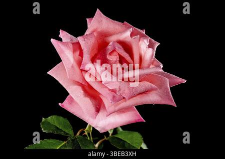 Korallenrosa französische Rose auf schwarzem Hintergrund. Blumenkopf Nahaufnahme, Odessa, Ukraine, Europa Stockfoto