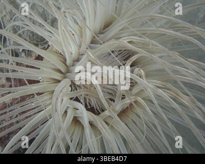Zylinderrose (Cerianthus sp) Stockfoto