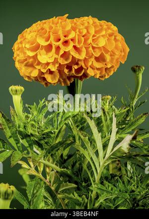 Schöne blühende orange Tagetes oder Ringelblume auf grünem Hintergrund. Blumenkopf Nahaufnahme, Odessa, Ukraine, Europa Stockfoto