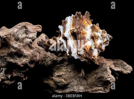 Nahaufnahme einer Endive Murex Schneckenschale der Familie Muricidae, die auf robustem Treibholz ruht und ihre stachelige Textur und das gestreifte Muster gegen ein B hervorhebt Stockfoto