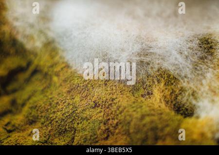 Schimmel- und Pilzsporen auf einer zersetzenden organischen Oberfläche. Grüne, braune und weiße flauschige Texturen von Schimmel. Makro Stockfoto