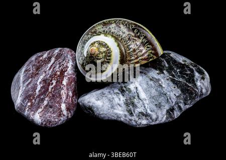 Polierte GRÜNE JADE Banded Turbo EINSIEDLERKREBSE Sea Shell auf bunten polierten Steinen vor schwarzem Hintergrund, Ukraine, Europa Stockfoto