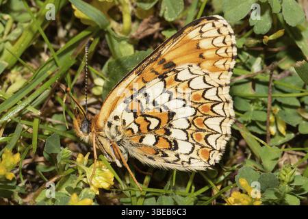 Gepunktete Fritillerie (Melitaea phoebe) Stockfoto
