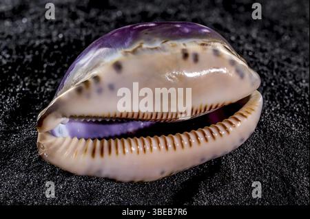 Nahaufnahme der Cypraea caputserpentis Muschel auf schwarzem Sandgrund, Odessa, Ukraine, Europa Stockfoto