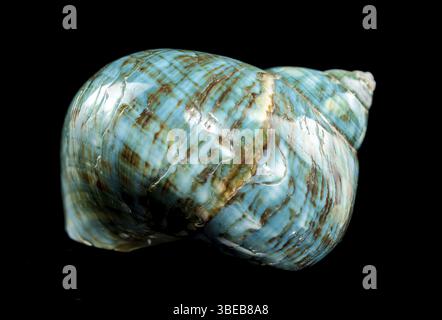 Eine leuchtend türkisfarbene nautilus-Schale mit wirbelnden braunen und weißen Mustern auf schwarzem Hintergrund, die die glänzende Textur und das einzigartige Design unterstreicht Stockfoto