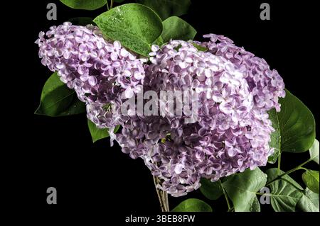 Schöne blühende rosafarbene Blüten von Syringa vulgaris (gemeiner Flieder) isoliert auf einem schwarzen Hintergrund. Blumenkopf Nahaufnahme, Odessa, Ukraine, Europa Stockfoto