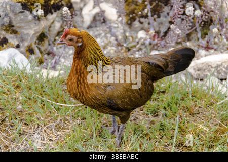 Gallus gallus spadiceus BANKIVAHUHN (Gallus gallus spadiceus) Stockfoto