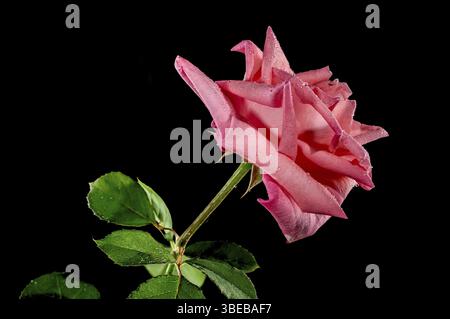 Korallenrosa französische Rose auf schwarzem Hintergrund. Blumenkopf Nahaufnahme, Odessa, Ukraine, Europa Stockfoto