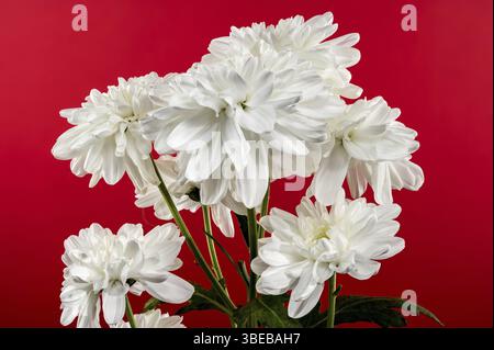 Weiße Chrysanthemenblüte auf rotem Hintergrund. Blumenkopf Nahaufnahme, Odessa, Ukraine, Europa Stockfoto