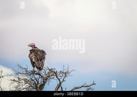 Der Geier mit dem Gesicht sitzt auf einem Baum im Kgalagadi Transfrontier Park, Südafrika, Afrika Stockfoto