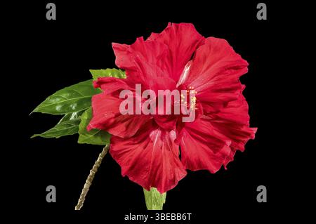 Schöne blühende doppelte rote Hibiskusblüte isoliert auf schwarzem Hintergrund. Blumenkopf Nahaufnahme, Odessa, Ukraine, Europa Stockfoto