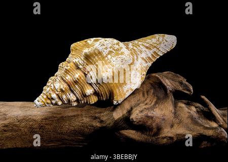 Nahaufnahme einer Africofusus ocelliferus-Schale, allgemein bekannt als der langhaubige Welpe, ruht auf strukturiertem Treibholz vor schwarzem Hintergrund, hig Stockfoto