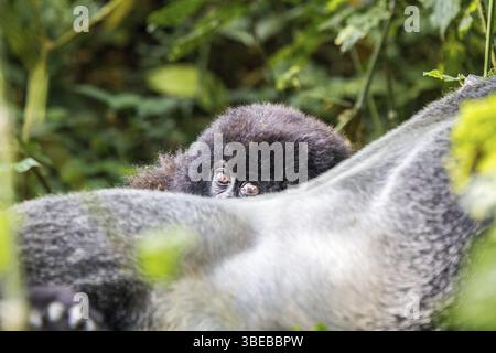Baby Mountain Gorilla versteckt sich hinter einem Silverback im Virunga-Nationalpark in der Demokratischen Republik Kongo Stockfoto