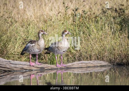 Zwei ägyptische Gänse stehen vor dem Wasser im Chobe-Nationalpark, Botswana, Afrika Stockfoto