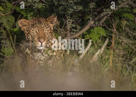 Leopard versteckt sich in den Büschen in Zentral-Kalahari, Botswana, Afrika Stockfoto
