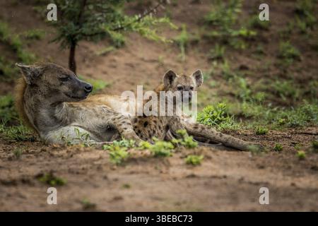Mutter gefleckte Hyäne mit einem Jungen im Kruger-Nationalpark, Südafrika, Afrika Stockfoto