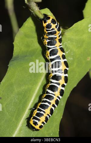 Salatmönch (Cucullia lactucae) Stockfoto