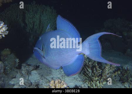 Blau gestreifter Drückerfisch (Pseudobalistes fuscus) Stockfoto