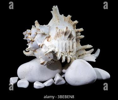 Chicoreus ramosus, allgemein bekannt als die ramose murex Shell, auf glatten weißen Felsen vor schwarzem Hintergrund, Ukraine, Europa Stockfoto