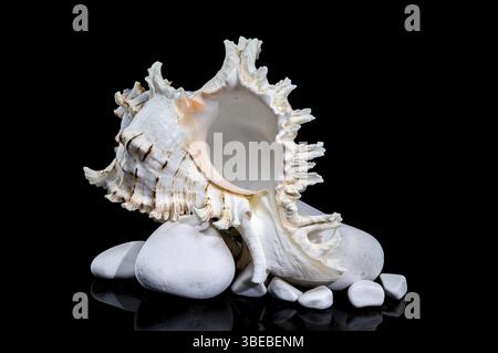 Chicoreus ramosus, allgemein bekannt als die ramose murex Shell, auf glatten weißen Felsen vor schwarzem Hintergrund, Ukraine, Europa Stockfoto