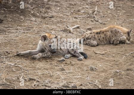 Gefleckte Hyäne liegt auf dem Boden im Kruger-Nationalpark, Südafrika, Afrika Stockfoto