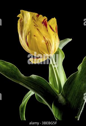 Schöne gelbe Tulpe La Courtine Papageienblume isoliert auf schwarzem Hintergrund. Blumenkopf Nahaufnahme, Odessa, Ukraine, Europa Stockfoto