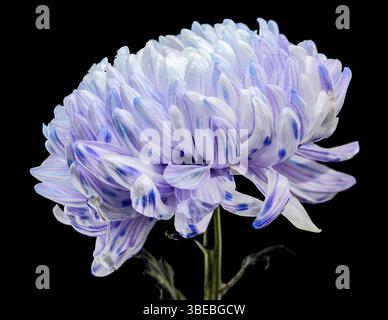 Eine Nahaufnahme einer Chrysantheme mit komplexen weißen und violetten Blüten, die von zarten blauen und violetten Streifen akzentuiert werden. Die Blume ist mit frischem W geschmückt Stockfoto
