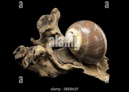 Eine polierte braune Mondschneckenschale mit dezenten cremefarbenen und weißen Spiralen, die elegant auf strukturiertem Treibholz vor einem krassen schwarzen Hintergrund aufliegt, zeigt Stockfoto